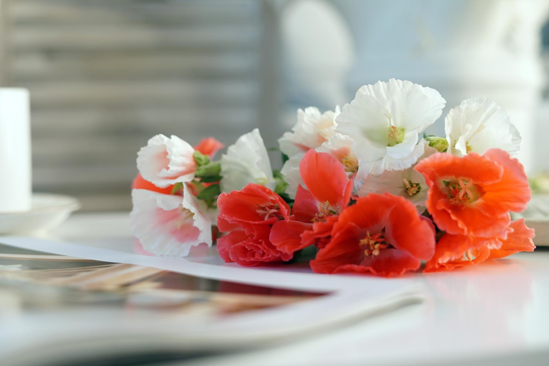 lol6.8周免英雄查询 英雄联盟6月8日免费英雄更换公告|熊猫体育(图1) panda sports