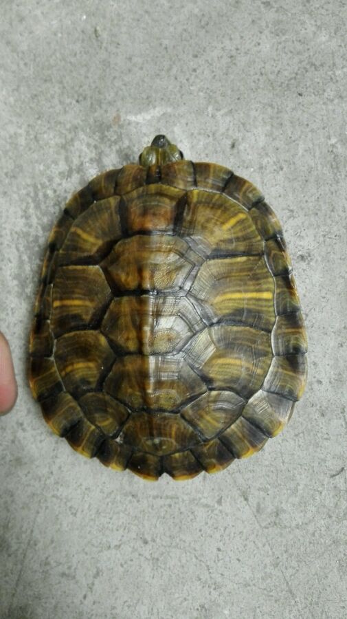 Epic本周喜加一已更新 免费领取《内部空间》:panda sports(图1) xiongmao体育