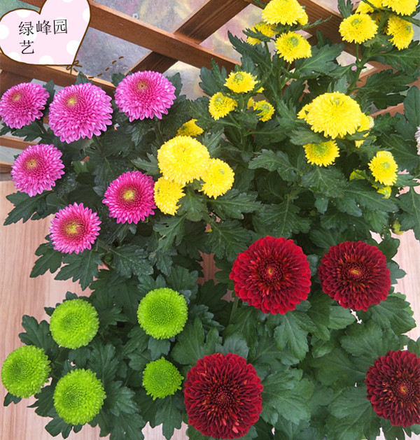 杭州绿城官方宣布主帅特鲁西埃下课 杨戟接任帅位(图)|熊猫体育(图3) xiongmao体育