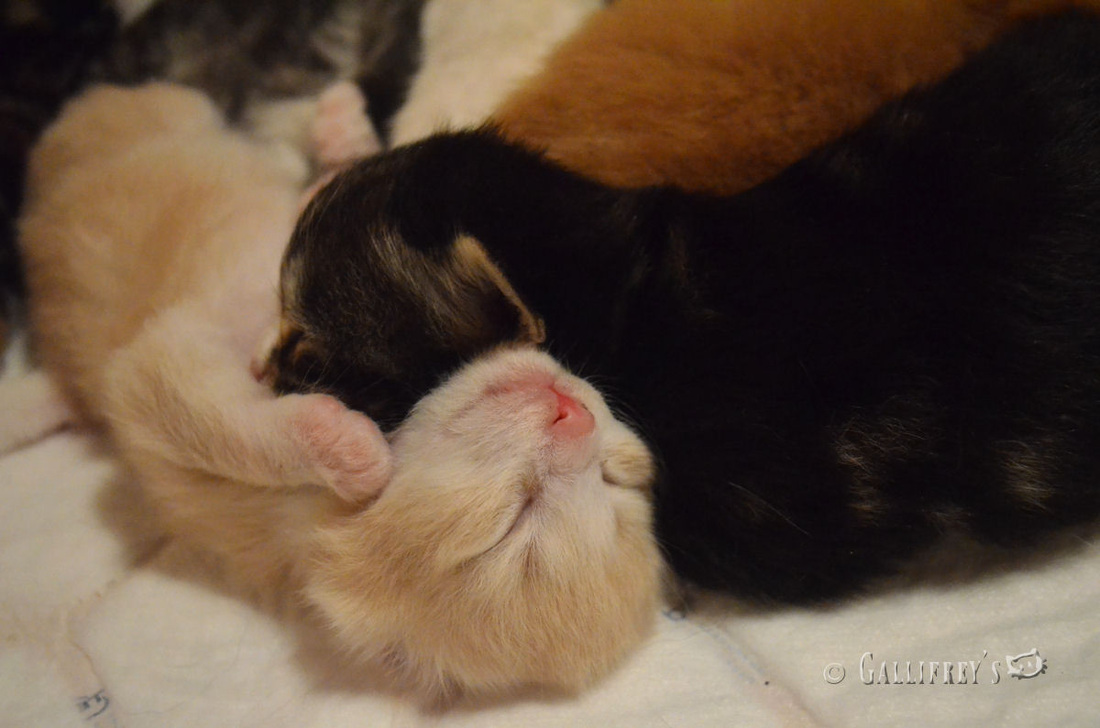 《国王的恩赐2》开发者日志公开 介绍任务系统等内容:熊猫体育(图2) 熊猫体育