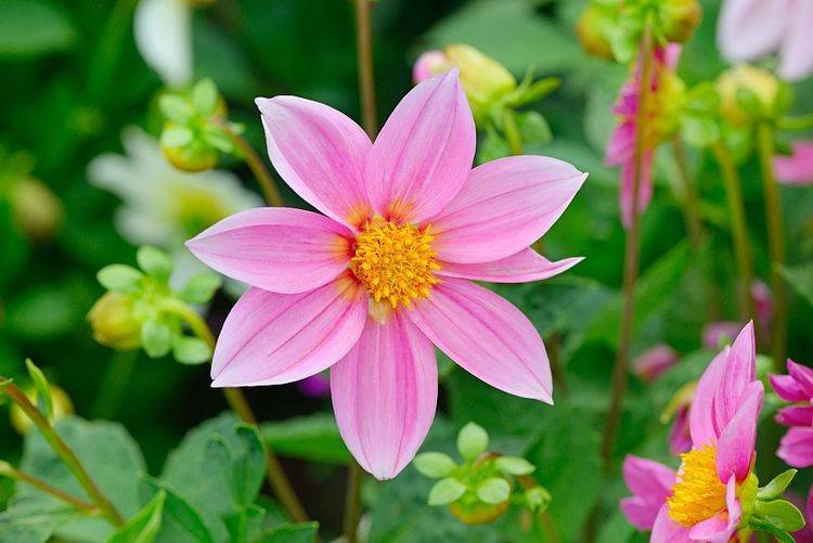 panda sports_
在外雷厉流行 资助丈夫赴汤蹈火;在家相夫教子的生肖女 有你吗(图6) panda sports_
在外雷厉流行 资助丈夫赴汤蹈火;在家相夫教子的生肖女 有你吗(图6)