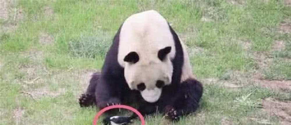 panda sports-
日本人如何委婉地表达“我爱你”?(图4) panda sports