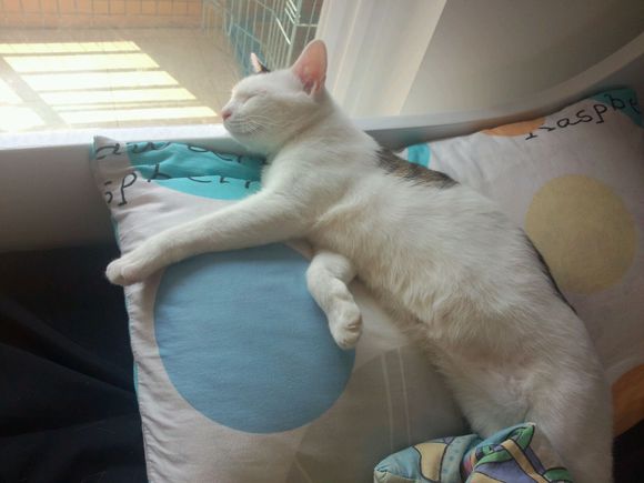 LOL萌翻夏日直播互动礼包活动网址 10元解锁7大权益:熊猫体育(图2) 熊猫体育